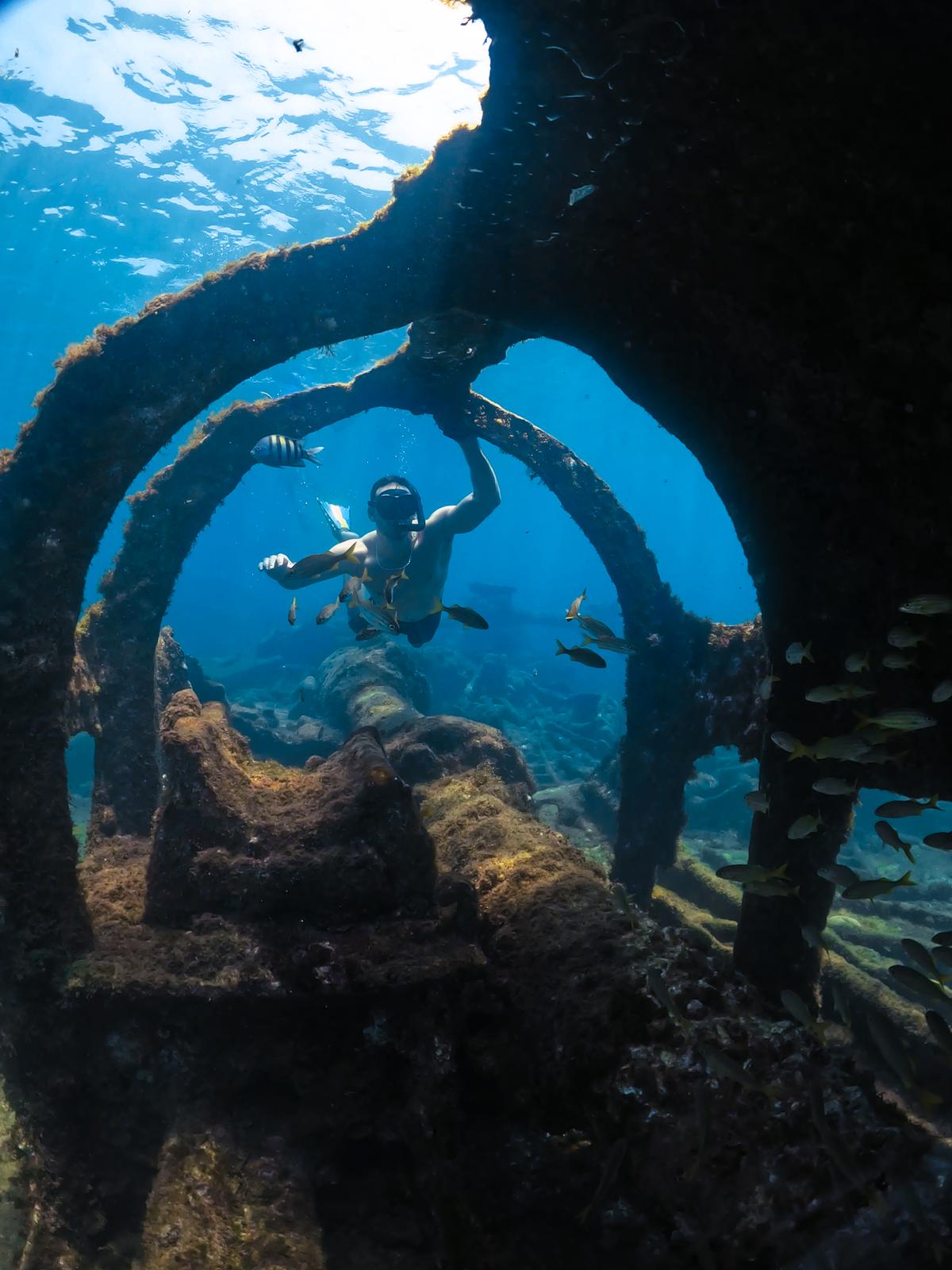 Mergulho livre com tartaruga marinha